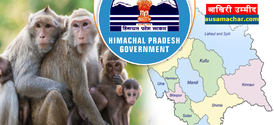 हिमाचल की 91 तहसीलों में ‘बंदरों’ को मारने के आदेश, केंद्र ने घोषित किया ‘वर्मिन’
