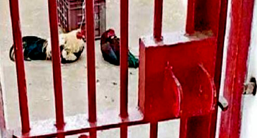 एक महीने से जेल में बंद हैं ये दो मुर्गे, आखिर क्या है इनके जुर्म की कहानी, पढ़िए